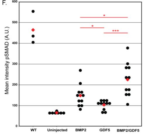 BMP2-GDF5 heterodimer signals more effectively than BMP2 or GDF5 homodimers in developing Zebrafish blastula.jpg